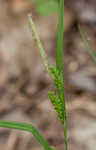 Limestone meadow sedge